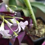 My First Blog – Me, Plants and Bipolar