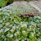 Gardening Through the Seasons -Times of Change